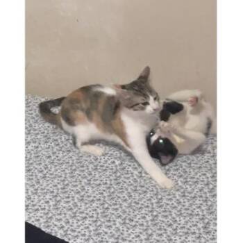 Lara -  Domestic Short Hair Cat for Adoption in Liverpool, Texas - Lara | PetCurious