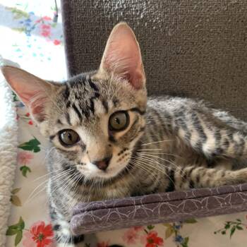 Minky -  Tabby and Domestic Short Hair Cat for Adoption in San Antonio, Texas - Minky | PetCurious