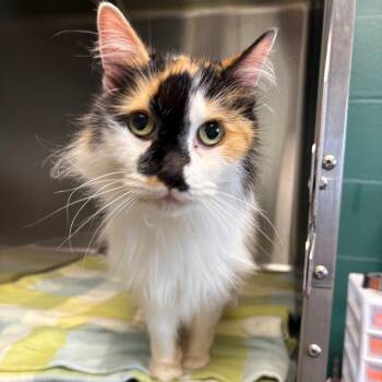 Domestic Long Hair Cats Available for Adoption in Parkersburg, West Virginia - Mystery | PetCurious