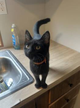PufnStuf -  Domestic Short Hair Cat for Adoption in Wilmington, North Carolina - PufnStuf | PetCurious