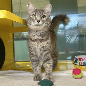 Pelucha -  Domestic Medium Hair Cat for Adoption in Abilene, Texas - Pelucha | PetCurious
