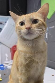 Tiger -  Domestic Short Hair Cat for Adoption in Fort Worth, Texas - Tiger | PetCurious