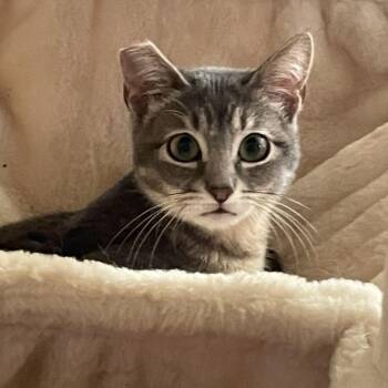 Domestic Short Hair Cats Available for Adoption - Picabo | PetCurious