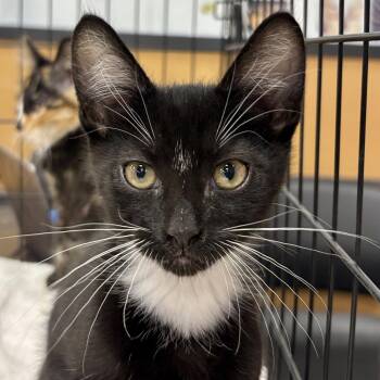Fletcher -  Domestic Short Hair Cat for Adoption in Sonora, California - Fletcher | PetCurious