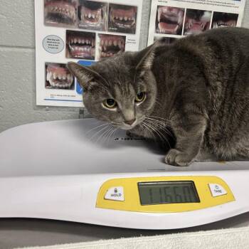 Baron -  Domestic Short Hair Cat for Adoption in West Olive, Michigan - Baron | PetCurious