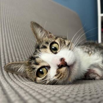 Medea -  Domestic Short Hair Cat for Adoption in Evanston, Illinois - Medea | PetCurious