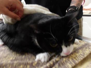 Domestic Short Hair Cats Available for Adoption in Santa Rosa, California - CLARA | PetCurious