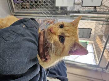 Domestic Short Hair Cats Available for Adoption in Nucla, Colorado - Mango | PetCurious