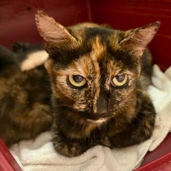 Domestic Short Hair Cats Available for Adoption in Arizona City, Arizona - M - Rose | PetCurious