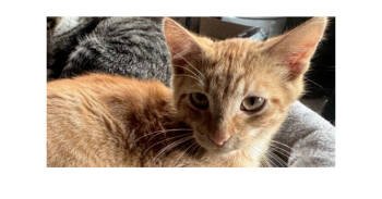 Rescue Domestic Short Hair Cats for Adoption in Lake Ronkonkoma, New York - Beanie | PetCurious