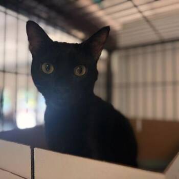 Domestic Short Hair Cats Available for Adoption in Davenport, Iowa - Lymph Bizkit | PetCurious