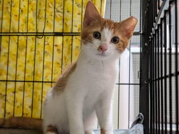 French Fry -  Domestic Short Hair Cat for Adoption in Rocky Ridge, Maryland - French Fry | PetCurious