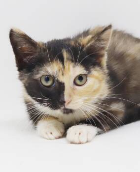 Peaches is petite and perfect - lil Halloween themed baby love b -  Tortoiseshell and Maine Coon Cat for Adoption in Bedford Hills, New York - Peaches Is Petite And Perfect - Lil Halloween Themed Baby Love B | PetCurious