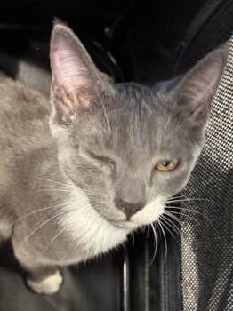 Domestic Short Hair Cats Available for Adoption in Palmetto, Florida - A136620 | PetCurious
