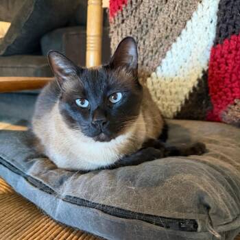 Siamese Cats Available for Adoption in Dickinson, Texas - Taco | PetCurious