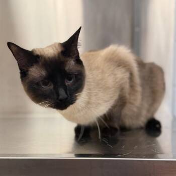Princess -  Domestic Short Hair Cat for Adoption in Sarasota, Florida - Princess | PetCurious