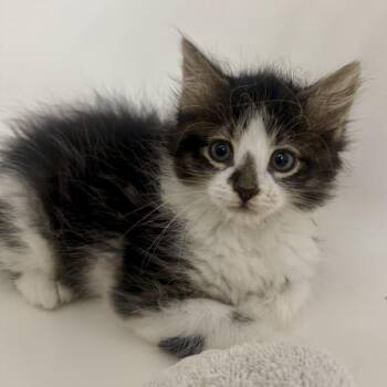 Biscuits -  Domestic Medium Hair Cat for Adoption in Aldie, Virginia - Biscuits | PetCurious