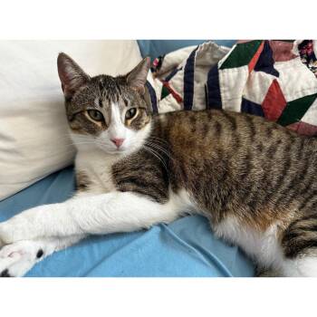 Tabby and Domestic Short Hair Cats Available for Adoption in Morgan Hill, California - Diego | PetCurious
