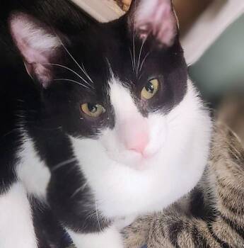 American Shorthair Cats Available for Adoption - Zamir | PetCurious