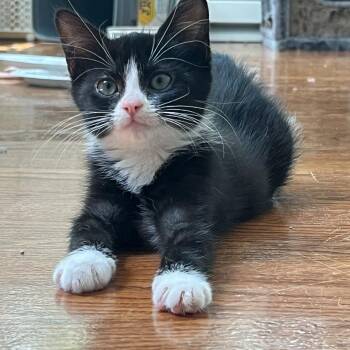 Marie -  Domestic Short Hair Cat for Adoption in Richmond, Virginia - Marie | PetCurious