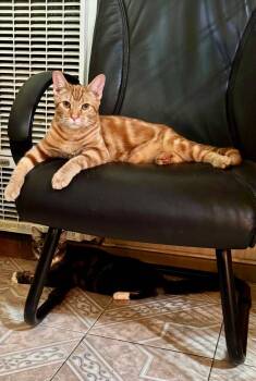 Parton -  Domestic Short Hair Cat for Adoption in Mission Viejo, California - Parton | PetCurious
