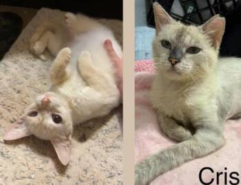Siamese and Domestic Short Hair Cats Available for Adoption in Fort Worth, Texas - Criselle And Kafi | PetCurious
