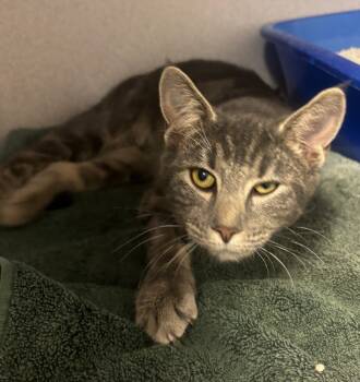 Rescue Domestic Short Hair Cats for Adoption in Liverpool, New York - Hazel | PetCurious