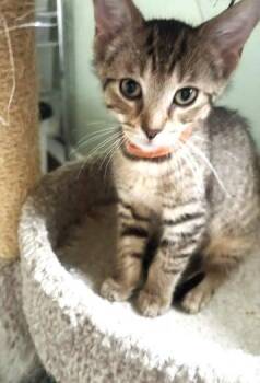 Keegan -  Domestic Short Hair Cat for Adoption in Battle Creek, Michigan - Keegan | PetCurious