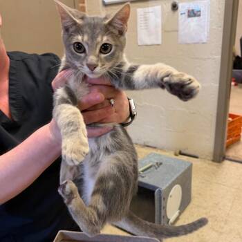 Leland -  Domestic Short Hair Cat for Adoption in Birmingham, Alabama - Leland | PetCurious