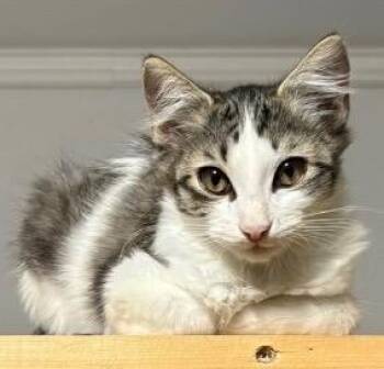 Zoey -  Tabby Cat for Adoption in San Antonio, Texas - Zoey | PetCurious