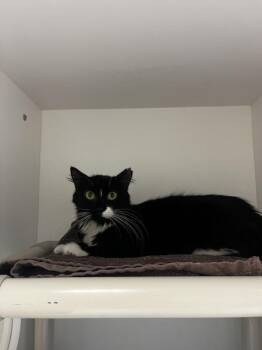 *Sunny Lee* -  Domestic Short Hair Cat for Adoption in Salt Lake City, Utah - *Sunny Lee* | PetCurious