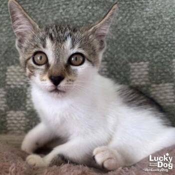Tiny Kit Kat -  Domestic Short Hair Cat for Adoption in Washington, District Of Columbia - Tiny Kit Kat | PetCurious