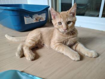 Mac -  Domestic Short Hair and Tabby Cat for Adoption in Montour Falls, New York - Mac | PetCurious