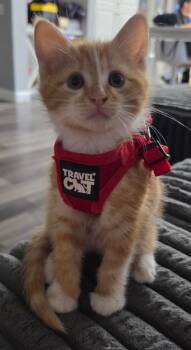 Crush -  Domestic Short Hair Cat for Adoption in San Jacinto, California - Crush | PetCurious