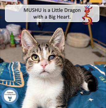 Mushu -  Domestic Short Hair Cat for Adoption in Cincinnati, Ohio - Mushu | PetCurious