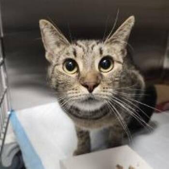 Isabella -  Domestic Short Hair Cat for Adoption in Clearwater, Florida - Isabella | PetCurious