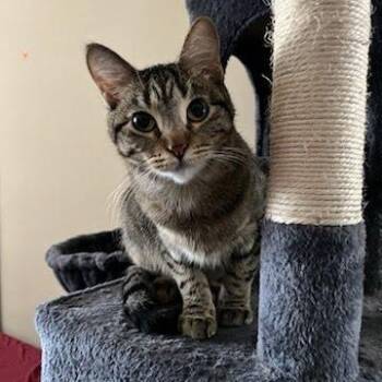 Rescue Domestic Short Hair Cats for Adoption in Evanston, Illinois - Pool | PetCurious