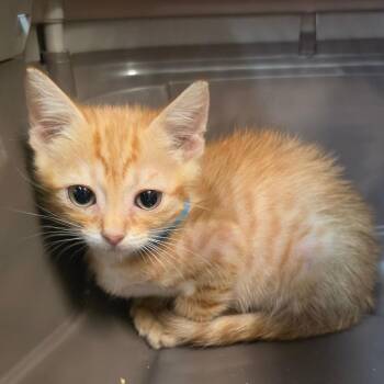 Otter -  Domestic Short Hair Cat for Adoption in Melrose, Florida - Otter | PetCurious