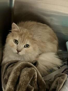 Judy -  Domestic Long Hair and Domestic Short Hair Cat Available for Adoption in Fort Worth, Texas - Judy | PetCurious