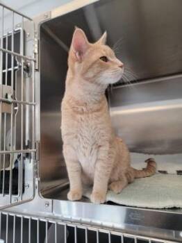 Andrew -  Domestic Short Hair Cat for Adoption in Fergus Falls, Minnesota - Andrew | PetCurious