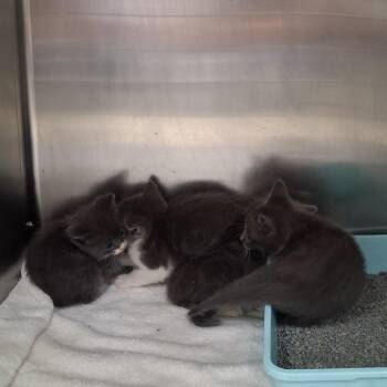 Domestic Short Hair Cats Available for Adoption in Auburn, Alabama - Gothita | PetCurious