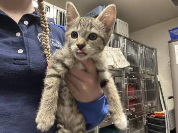Rescue Domestic Short Hair Cats for Adoption in Camarillo, California - A873174 | PetCurious