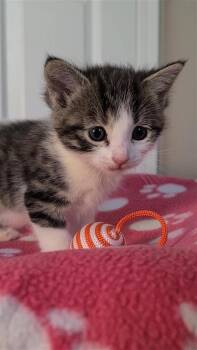 Domestic Short Hair Cats Available for Adoption - Eden | PetCurious