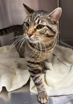 Domestic Short Hair Cats Available for Adoption in Peoria, Illinois - BISCUIT MAKER | PetCurious