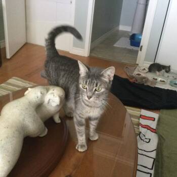 Domestic Medium Hair Cats Available for Adoption in Burlington, Ontario - Hummingbird | PetCurious