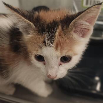 June -  Domestic Short Hair Cat for Adoption in Winston-salem, North Carolina - June | PetCurious