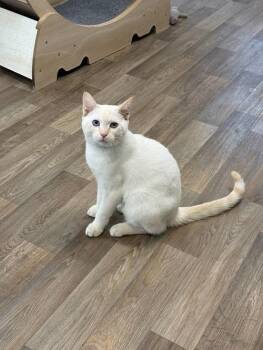 Rescue Siamese Cats for Adoption in Parlier, California - Cat 27210 (Lester) | PetCurious