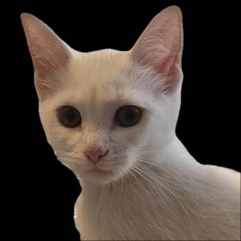 Cheyenne -  Domestic Short Hair Cat Available for Adoption in Santa Fe, New Mexico - Cheyenne | PetCurious