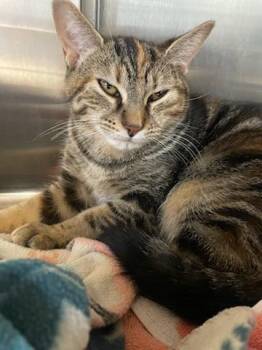 Rescue Domestic Short Hair Cats for Adoption in Richboro, Pennsylvania - Kimchi | PetCurious