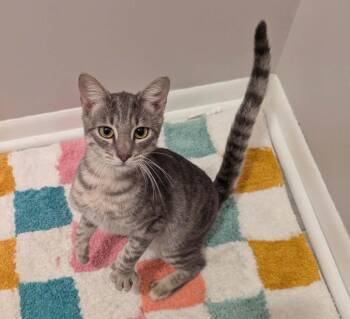 Alfred -  Domestic Short Hair Cat for Adoption in South Bend, Indiana - Alfred | PetCurious